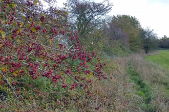 Hedges at Winks Meadow – Dan Doughty