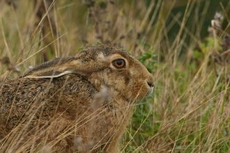 Hare at Carlton Marshes – Gavin Durrant