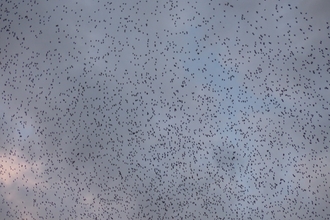 Starlings at Lackford Lakes - Mike Andrews