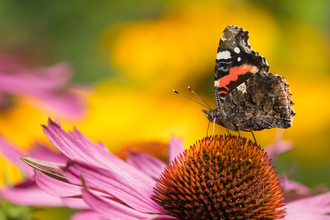 Red Admiral, courtesy of Kevin Sawford