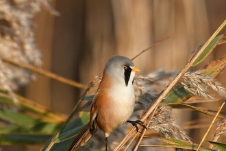 Bearded tit at Trimley Marshes - Carl Earrye