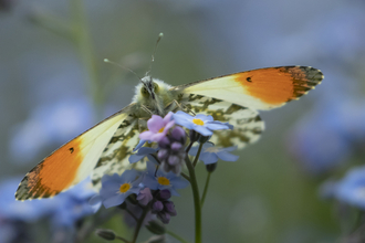 Orange tip butterfly, courtesy of Kevin Sawford
