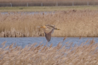 Weekly wild news from our reserves – 17 February 2023