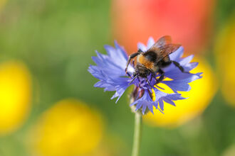 wilder ecology page - bumblebee