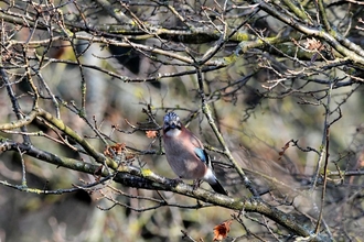 Jay in tree, Robert Quadling, Lound Lakes 