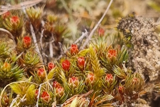 Bristly haircup moss at Wangford Warren, Joe Bell-Tye.    