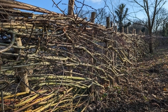 Hedge laying at Foxburrow, Ella Broom