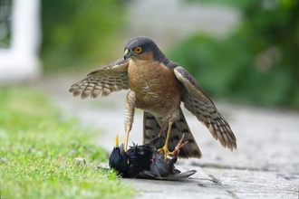 Tim Cooper, winner SWT photo comp, sparrowhawk and starling