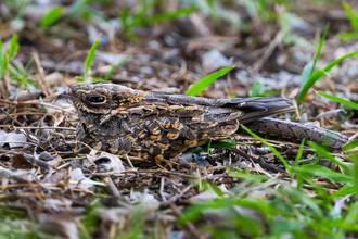 Nightjar 