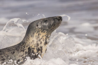 Plants, fungi, amphibians, reptiles, marine category runner up, Donna Smith