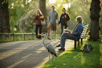 Grey heron
