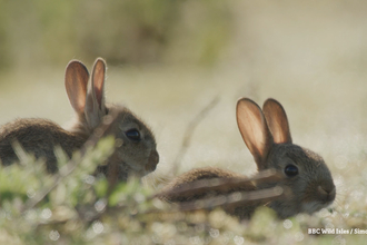 Rabbits at Lackford Lakes, BBC Wild Isles, Simon King