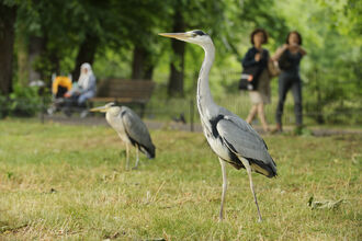 herons in a park with people