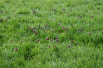 Fritillaries, Kayleigh Jowers