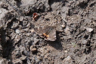 Light orange underwing moth - Neil Sherman