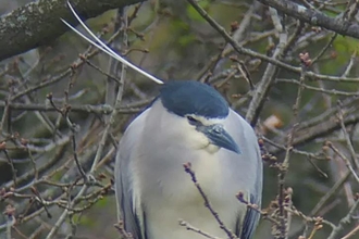 Night heron at Lound Lakes - Andrew Easton 