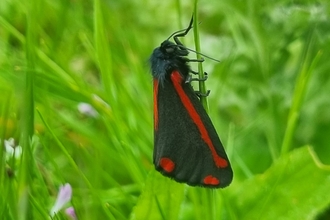 Cinnabar moth at Lackford – Joe Bell-Tye 