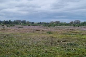 Common storksbill and early forget-me-not haze at Lackford – Joe Bell-Tye 