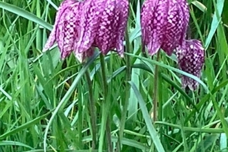 Fox Fritillary Meadow in Framsden. Image Credit: Hannah Bowden