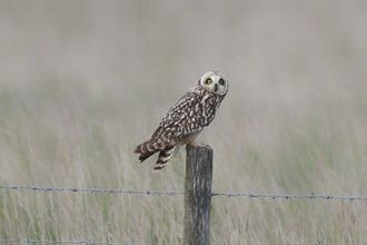 Short eared owl at Trimley - Carl Earrye