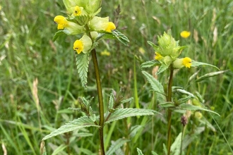 Yellow rattle, Hutchison's Meadow, Ben Calvesbert