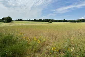 Corn marigolds at Martlesham Wilds - Steve Aylward