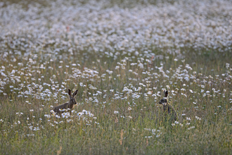 Hares - David Tipling