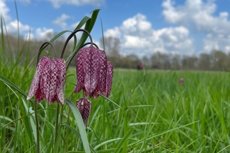 two fox fritillary flowers in the fritially meadow