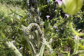 mullein moth caterpillars 