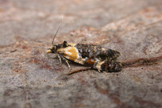 Phtheochroa schreibersiana, scarce gold conch, Lackford, Neil Sherman