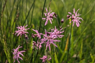 Ragged robin at Hen Reedbeds – Jamie Smith 