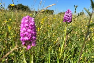 pyramidal orchid at winks meadow on a sunny day