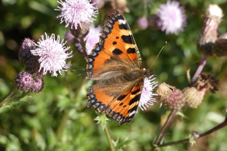 Small tortoiseshell at Lackford Lakes - Michael Andrews 