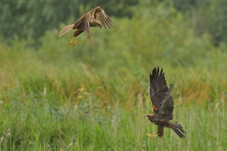 Marsh harrier food pass – Gavin Durrant