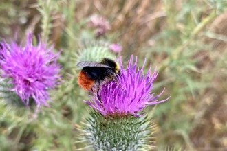 Thistles and bees at Foxburrow - Ben Calvesbert 