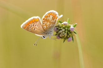 Brown argus butterfly -Steve Aylward
