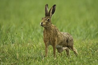 a hare standing upright in a field of green grass