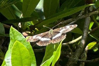 White admiral at Lound Lakes – Andy Hickinbotham 