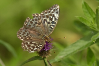 Valenzia variant of silver washed fritillary at Reydon Wood – Gavin Durrant 