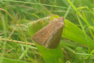 White point moth at Darsham Marshes – Dan Doughty 