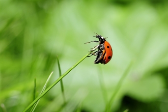 Ladybug, courtesy of Kaitlyn Elverson, Buglife