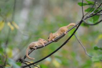 Two dormice climbing a tree branch