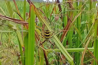 Wasp spider at Castle Marshes - Lewis Yates 