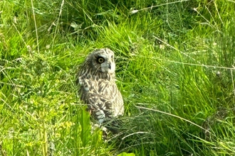 Short eared owl - Andy Hickinbotham 