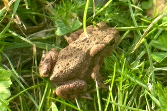 Toadlet at Lound Lakes - Andy Hickinbotham 