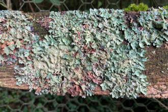 Shield Lichen at Martins Meadow in Suffolk