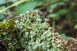 Trumpet Lichen at Newbourne Springs in Suffolk