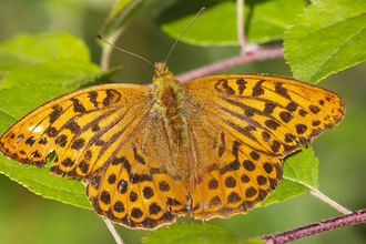 Bradfield butterfly, courtesy of Kevin Sawford