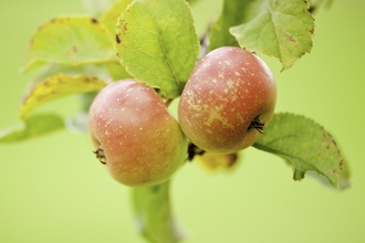 Apples - Ross Hoddinott Apples - Ross Hoddinott 