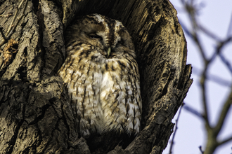 A tawny owl sitting in the hole of mature tree